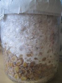 cremogema 011.jpg