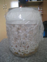 cremogema 006.jpg