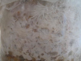 cremogema 009.jpg