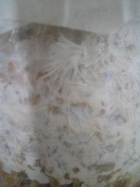 cremogema 013.jpg