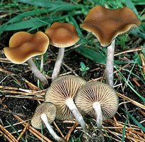 Psilocybe_cyanescens.jpg