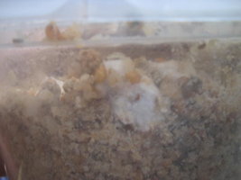 cremogema 003.jpg