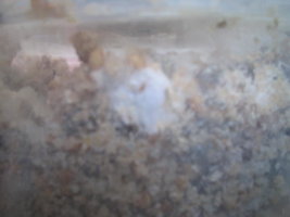 cremogema 006.jpg
