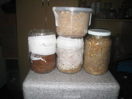 cremogema 017.jpg