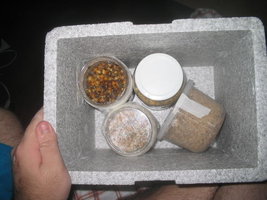 cremogema 019.jpg