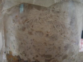 cremogema 013.jpg
