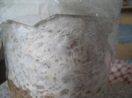 cremogema 014.jpg