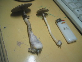 Imagem 077.jpg