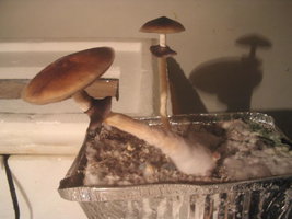 Imagem 074.jpg