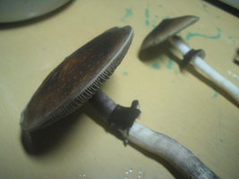 Imagem 079.jpg