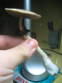 Imagem 075.jpg