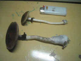 Imagem 076.jpg
