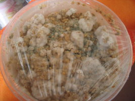 trichoderma 002.jpg