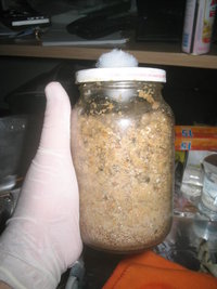 cremogema 001.jpg