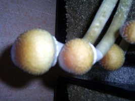 Imagem 0080.jpg