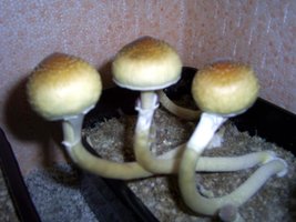 Imagem 0081.jpg