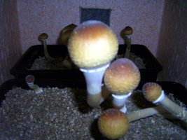 Imagem 0088.jpg
