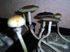 Imagem 0092.JPG