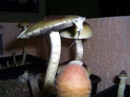 Imagem 0098.JPG