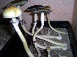 Imagem 0101.JPG