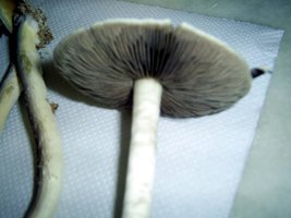 Imagem 0103.JPG