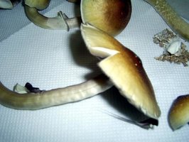 Imagem 0108.JPG