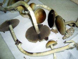 Imagem 0109.JPG