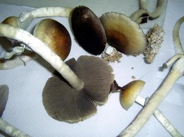 Imagem 0110.JPG