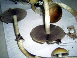 Imagem 0111.JPG