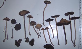 Im000954.jpg