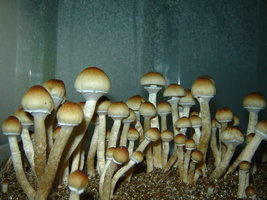 DSC00275.JPG