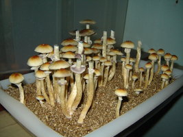 DSC00286.JPG