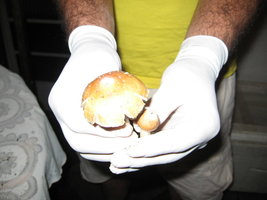 Cogumelo Maior.jpg