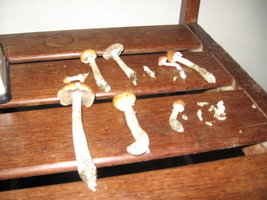 Colheita Indoor.jpg