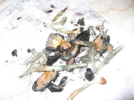 BHT outdoor.jpg