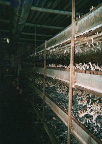 cultivation_commercial1.jpg