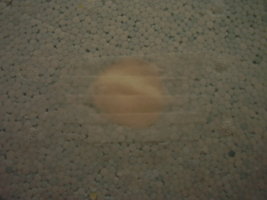PB200354.JPG