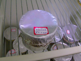 pan_cambodian-15days_after_inoculation-01.jpg
