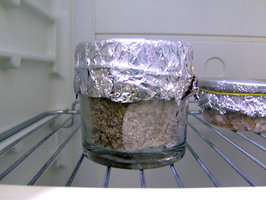pan_cambodian-15days_after_inoculation-02.jpg