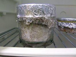 pan_cambodian-20days_after_inoculation-01.jpg