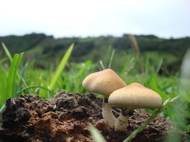 finados07 008.jpg
