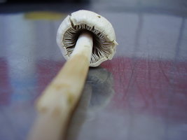 PB230338.JPG