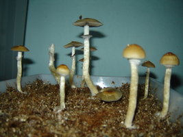 DSC00037.JPG