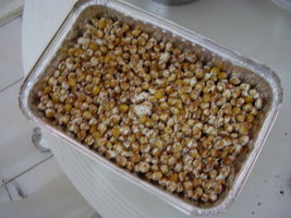 PB260350.JPG