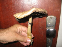 Gigante 001.jpg