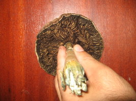 Gigante 004.jpg