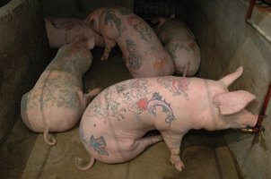 porco tatuado.jpg