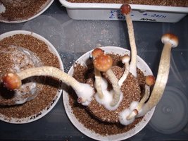 GEDC0098.JPG