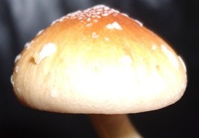 GEDC0102.JPG