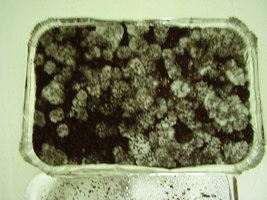 PC040421.JPG